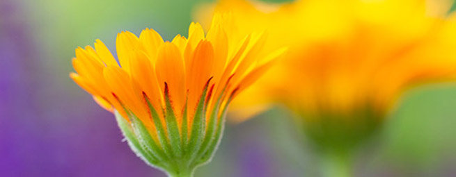 Leistung Naturheilkunde